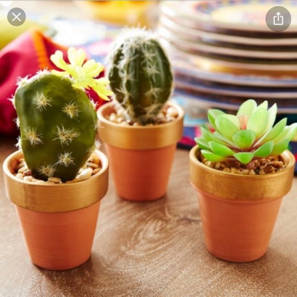 Pier 1 set of three faux mini decorative cactus - Picture 15 of 15